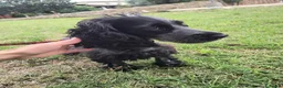Cocker cani in vendita: 🐶 COCKER SPANIEL FEMMINA CON PEDIGREE ENCI  a Città metropolitana di Roma Capitale - Annuncio 4
