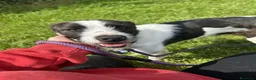 Meticcio cani in regalo: Adidas, simpatica cagnolina cerca famiglia - Annuncio 2