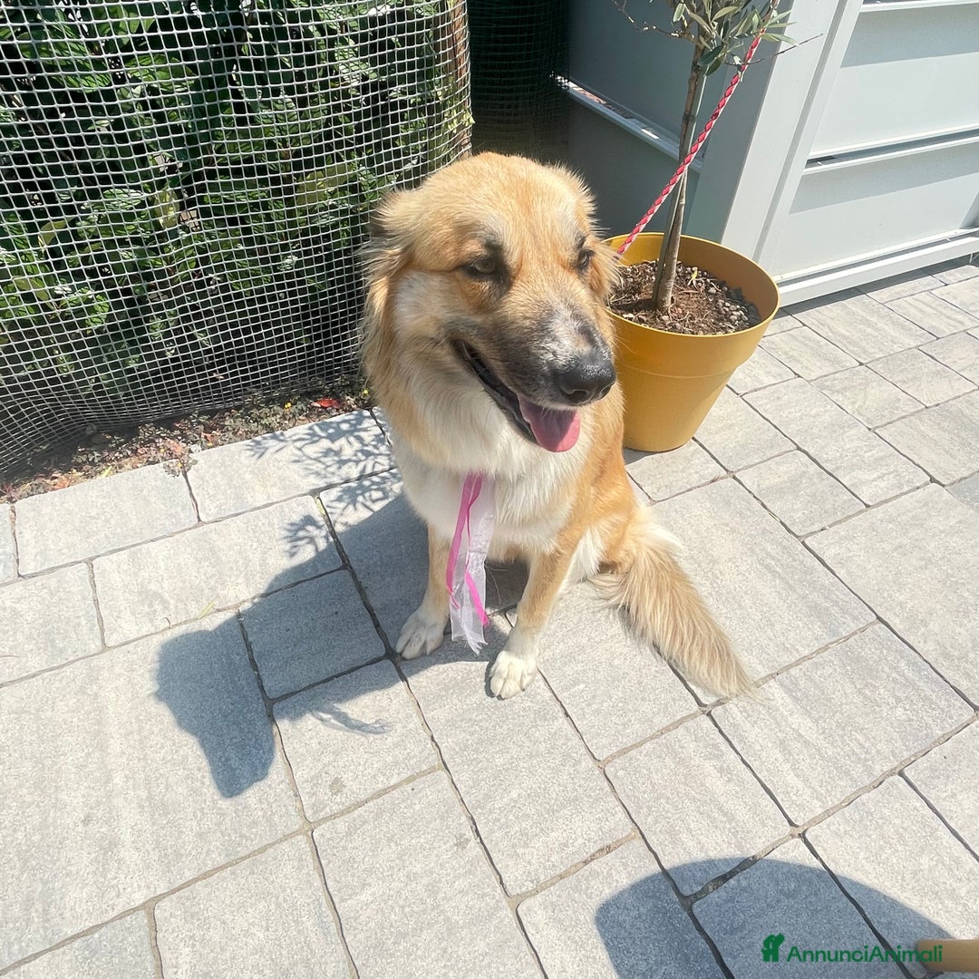 Meticcio cani in regalo: Cucciolona a Città Metropolitana di Bologna - Immagine 2