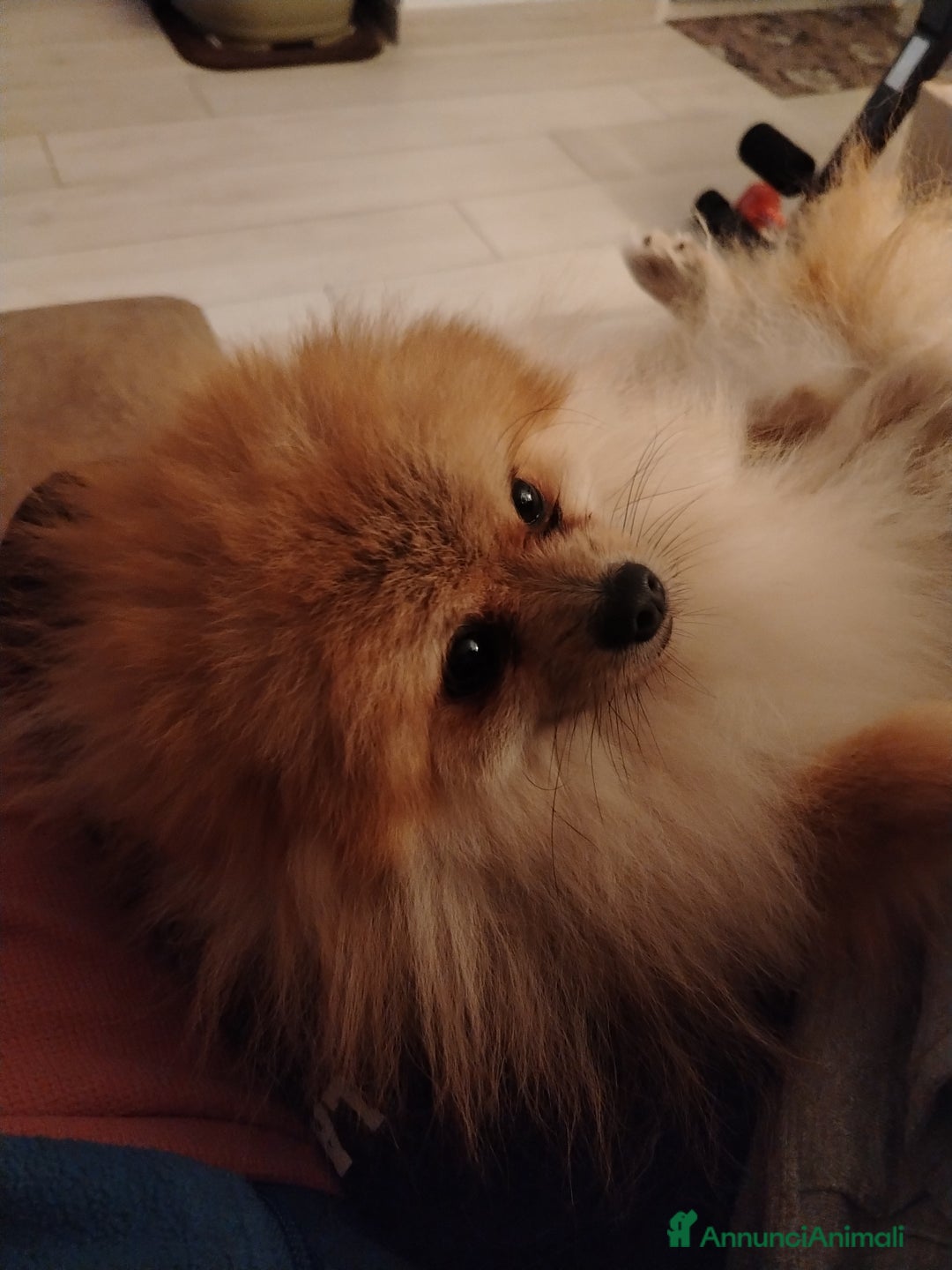 Volpino Pomerania cani in vendita: URGENTE!!! Cedesi per trasferimento - Annuncio 4