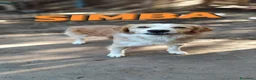 Meticcio cani in regalo: Simba cagnolino spettacolare cerca famiglia a Città metropolitana di Milano - Annuncio 4