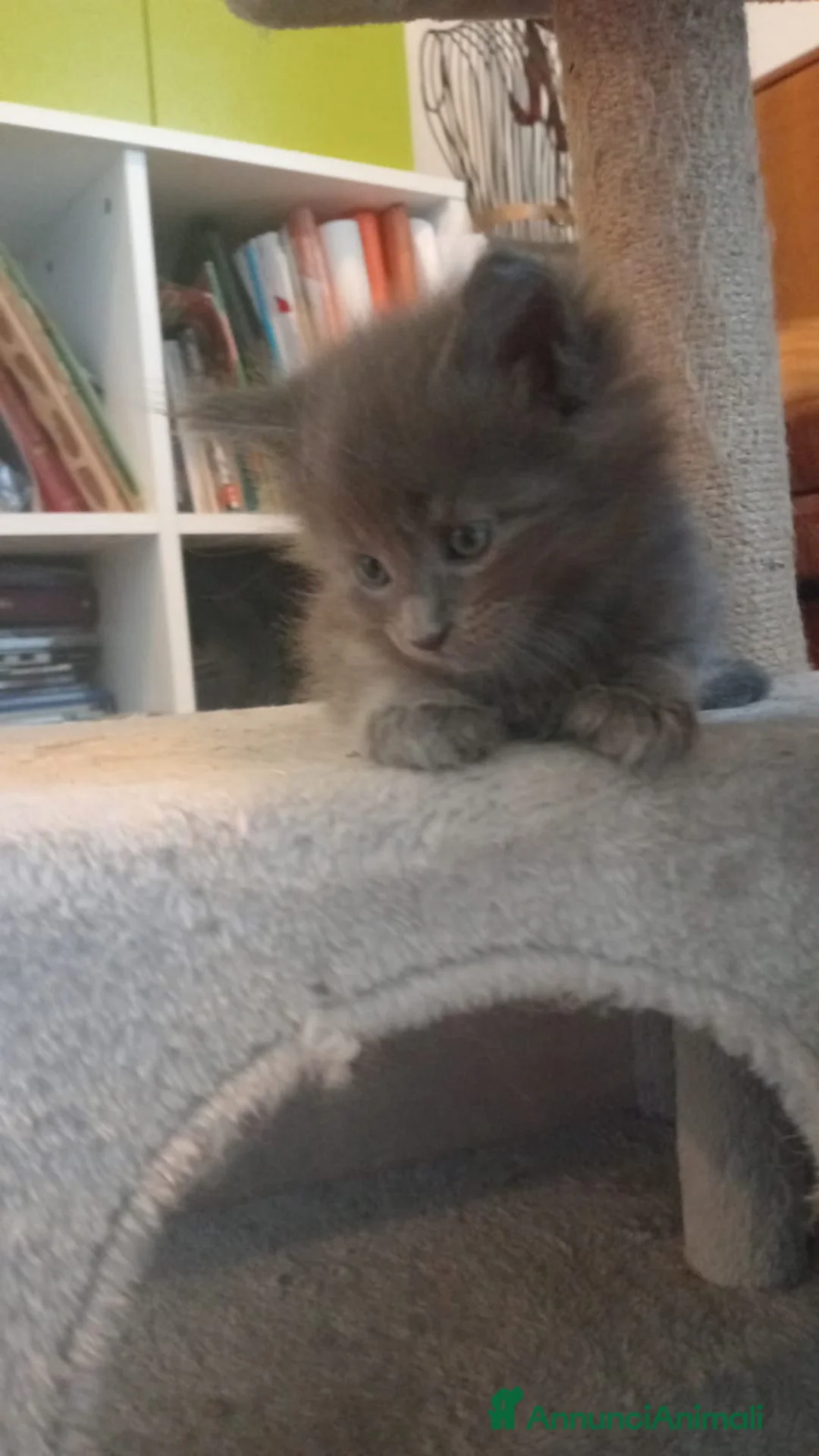 Maine Coon gatti in vendita: Gattini Maine Coon - Annuncio 2