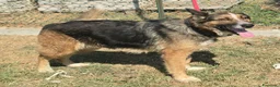 Meticcio cani in regalo: Ofelia 4 anni mix pastore tedesco  - Annuncio 4