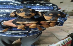 Bassotto cani in vendita: Bassotto Kaninchen a Provincia di Pavia - Immagine 3