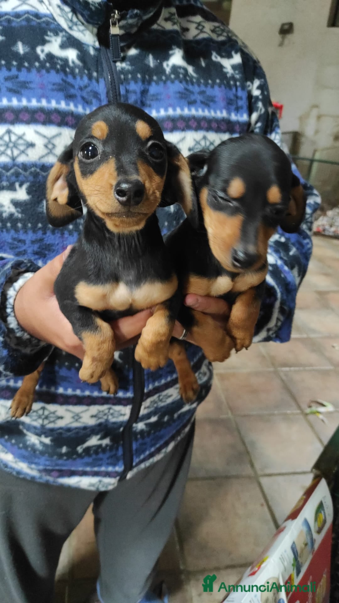 Bassotto cani in vendita: Bassotto Kaninchen a Provincia di Pavia - Immagine 3