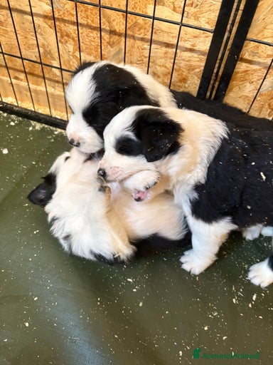 Immagine della galleria {{count}}