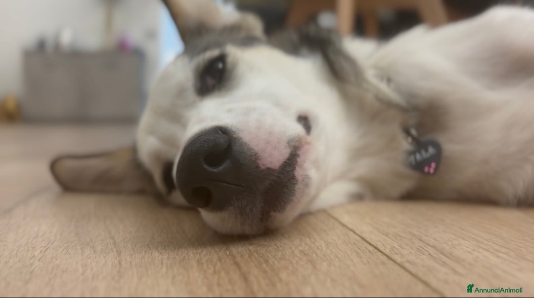 Meticcio cani in regalo: Cucciola cerca casa - Annuncio 4