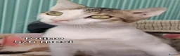 Altre razze gatti in regalo: GATTINI SOLI ED ESCLUSI DA TUTTI a Città Metropolitana di Genova - Annuncio 5