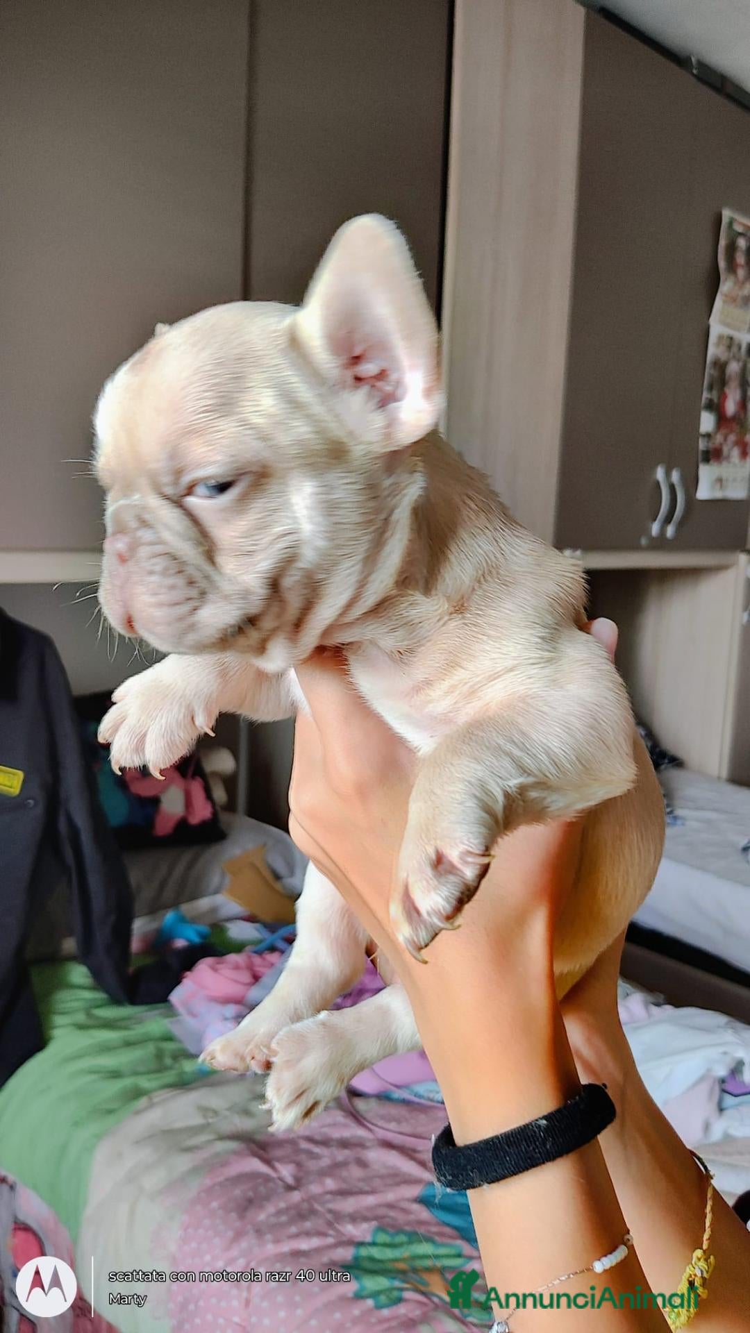 Bulldog Francese cani Cuccioli di bulldog francese  - Annuncio 3