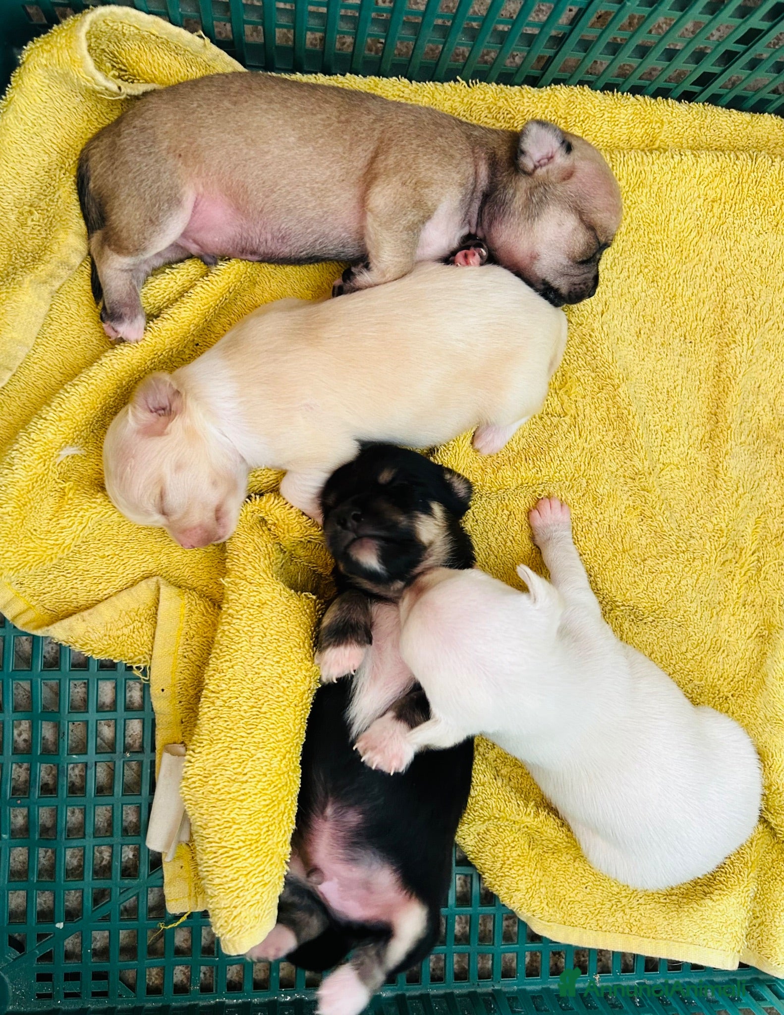 Chihuahua cani Cuccioli di chihuahua  - Annuncio 7