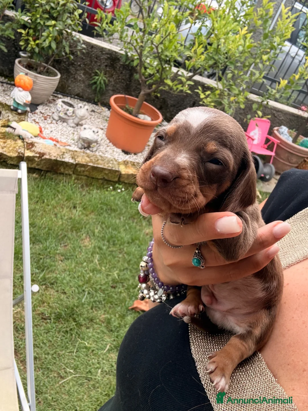 Bassotto cani in vendita: Bassotti - Annuncio 2