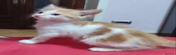 Meticcio gatti in regalo: Regalo gattini  - Annuncio 1