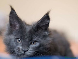 Maine Coon gatti Cuccioli Maine Coon Blue - Annuncio 1