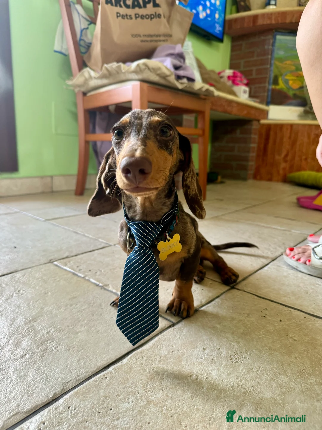 Bassotto cani per accoppiamento: Disponibile bassotto Arlecchino per monta - Annuncio 8