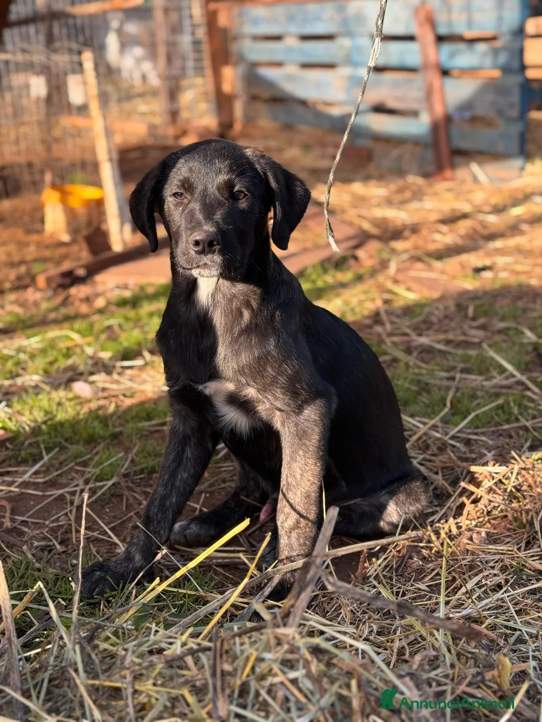 Altre razze cani in regalo: giorgio  - Annuncio 4