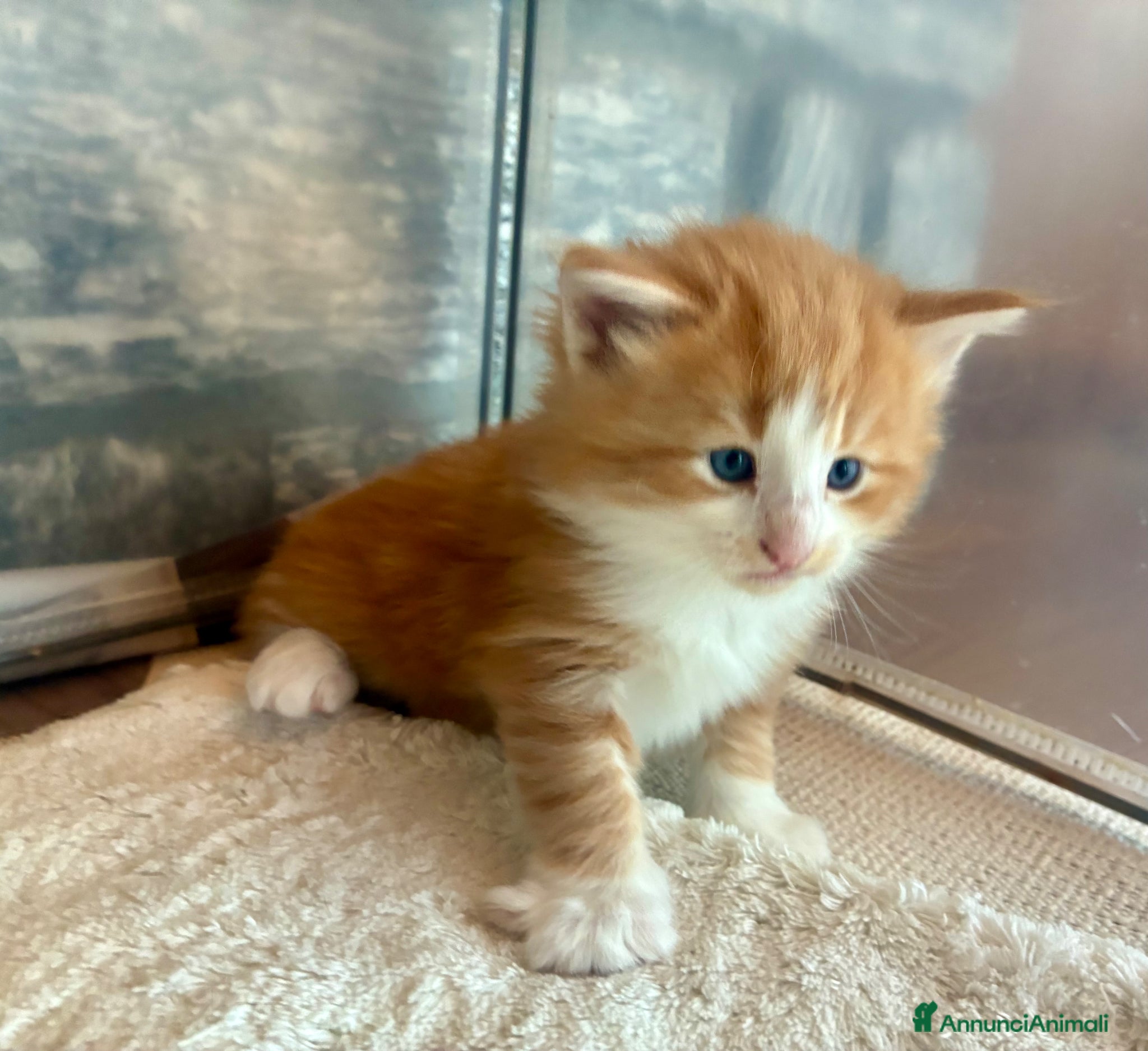 Norvegese gatti cucciolo norvegese delle foreste - Annuncio 2