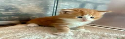 Norvegese gatti in vendita: cucciolo norvegese delle foreste - Annuncio 12
