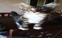Maine Coon gatti in vendita: Maine coon  a Città metropolitana di Milano - Immagine 2