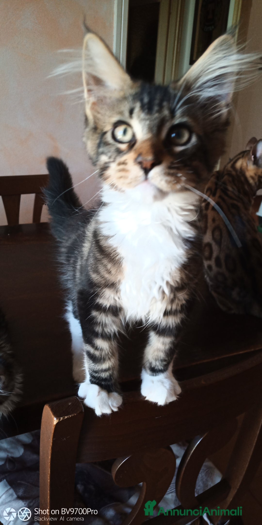 Maine Coon gatti in vendita: Maine coon  a Città metropolitana di Milano - Immagine 2