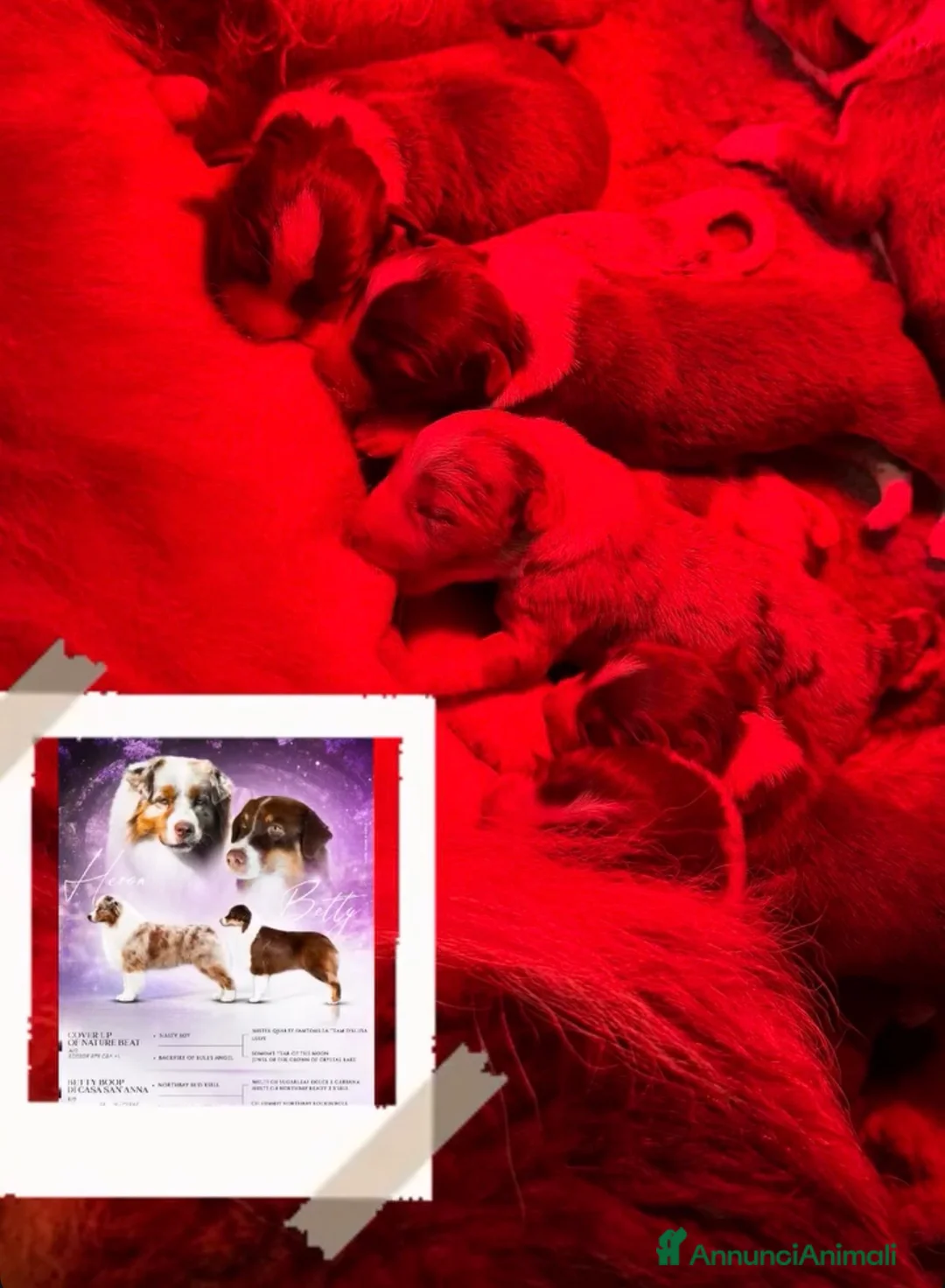 Australian Shepherd cani in vendita: Red tricolor maschietto pastore australiano  - Annuncio 4