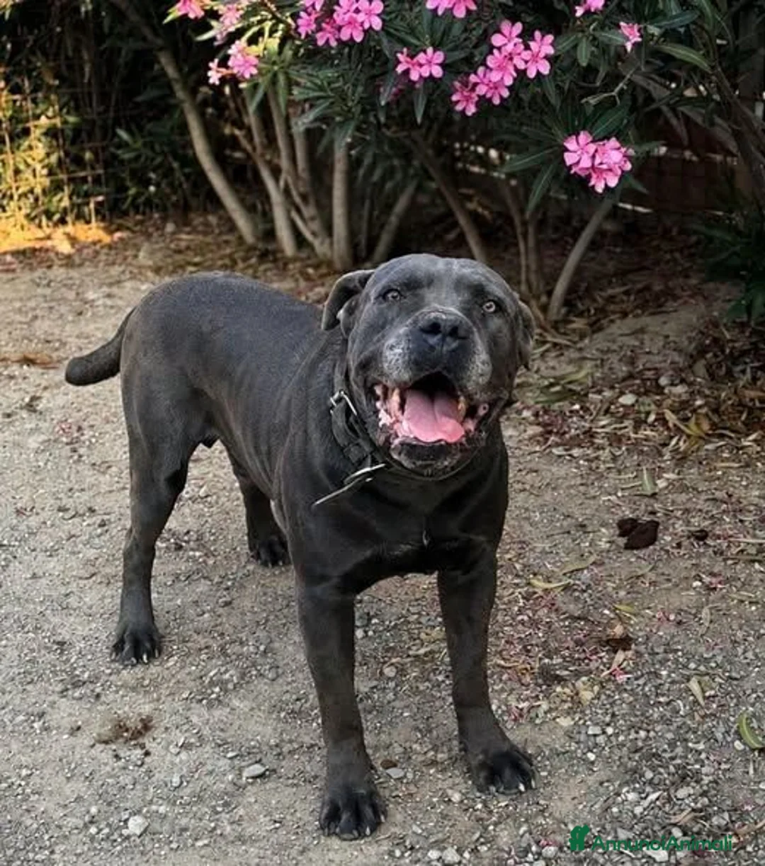 Cane Corso cani in regalo: Igor - - Annuncio 1