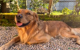 Golden Retriever cani per accoppiamento: Golden retriever maschio  - Immagine 3