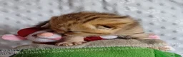 Scottish gatti in vendita: Cuccioli Scottish Fold e Straight a Provincia di Reggio Emilia - Annuncio 19