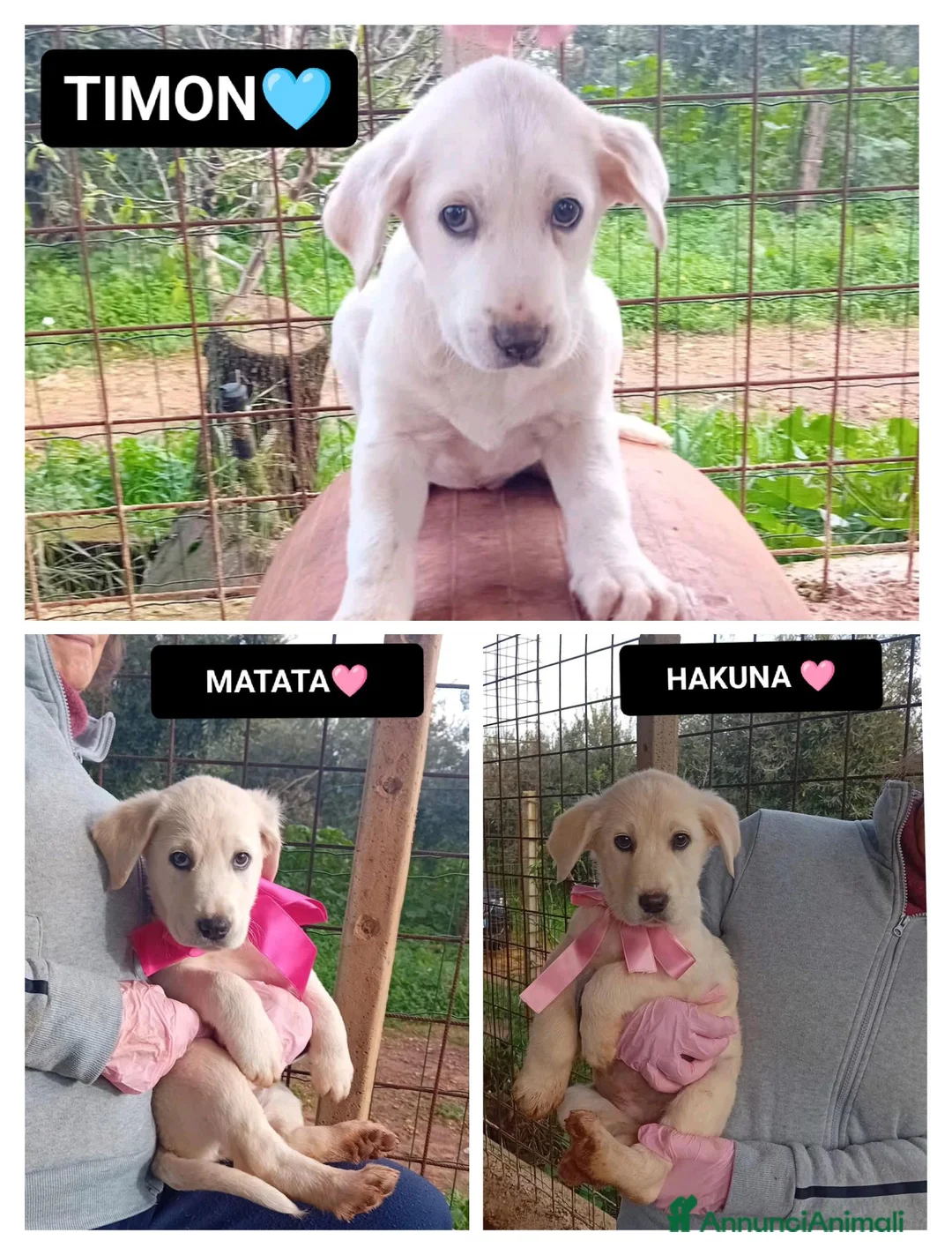 Altre razze cani in regalo: HAKUNA, MATATA E TIMON - Annuncio 1