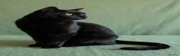 Europeo gatti in regalo: Giovane gatto nero cerca casa - Annuncio 1