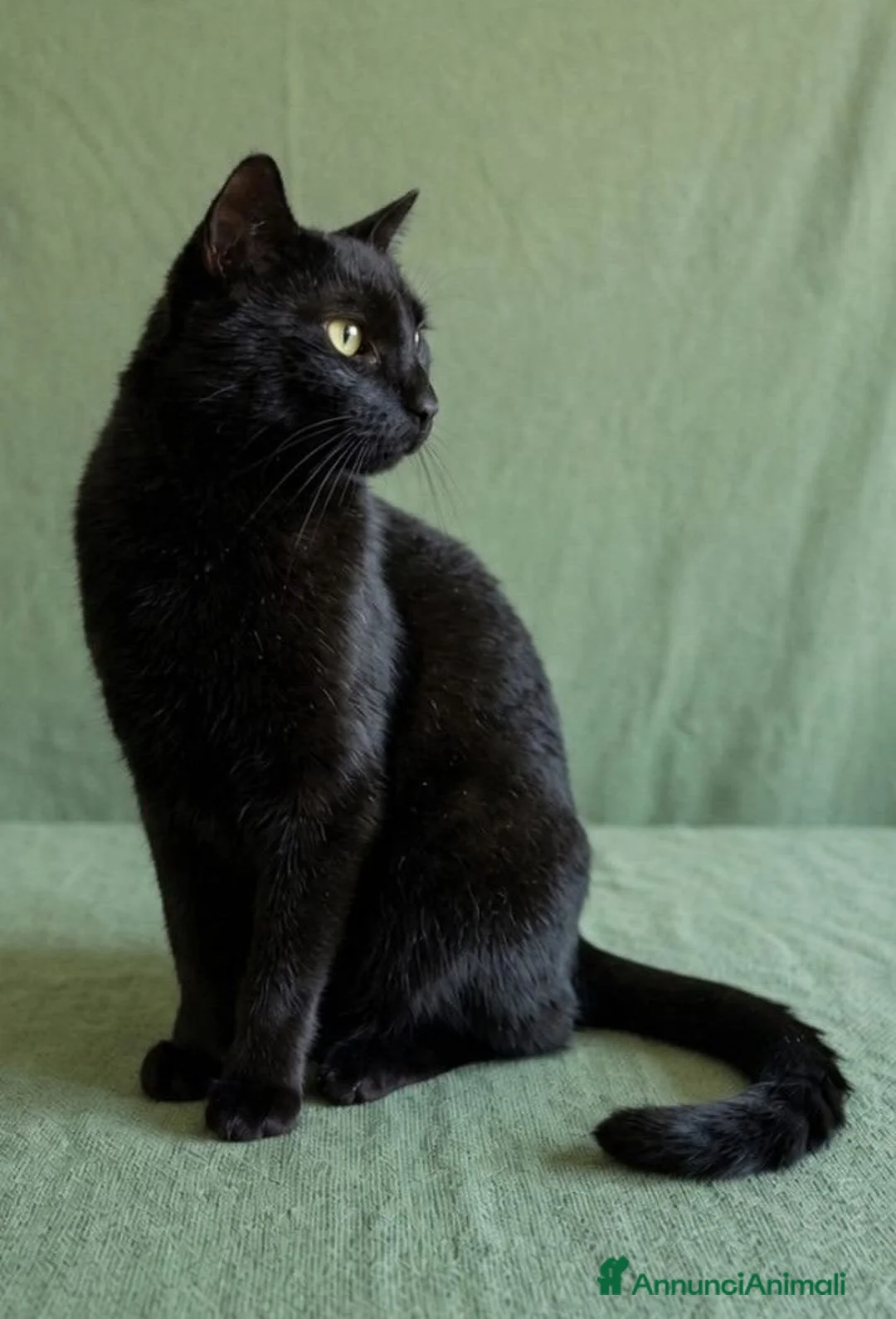 Europeo gatti in regalo: Giovane gatto nero cerca casa - Annuncio 1