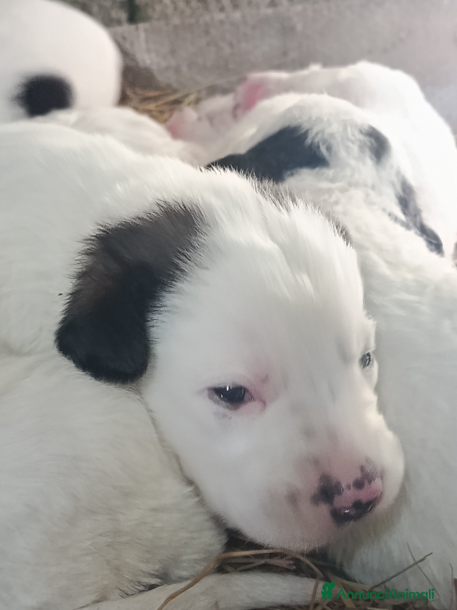 Meticcio cani Piccoli cercano famiglia  - Annuncio 5