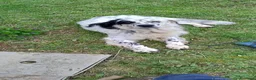 Meticcio cani in regalo: adozione di Argo a Città metropolitana di Roma Capitale - Annuncio 16