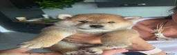 Shiba Inu cani in vendita: Vendensi cuccioli di Shiba Inu - Annuncio 2