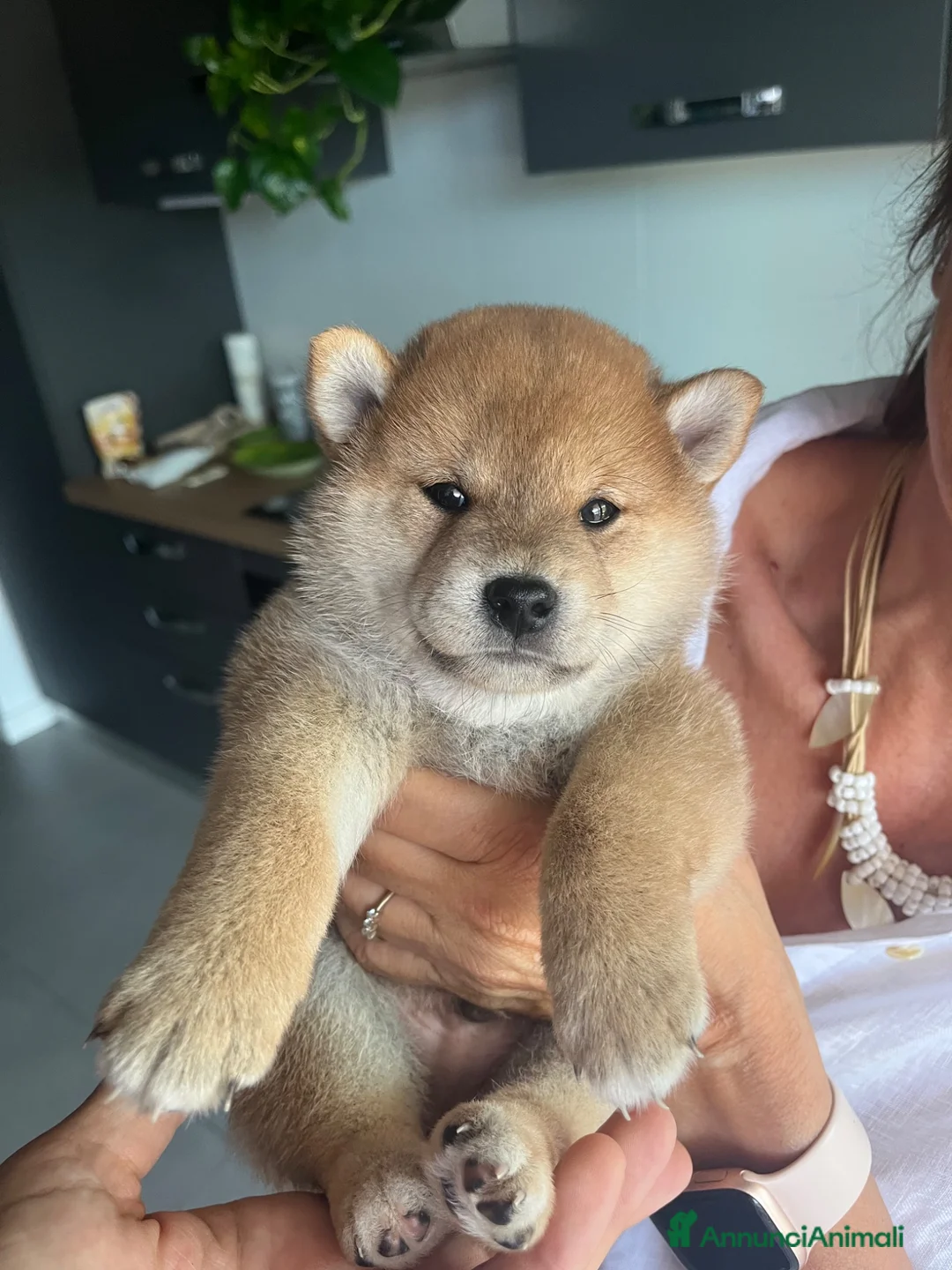 Shiba Inu cani in vendita: Vendensi cuccioli di Shiba Inu - Annuncio 2