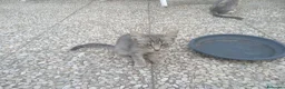 Meticcio gatti in regalo: Tre gattini - Annuncio 4