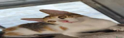 Meticcio gatti in regalo: Milla - Annuncio 2