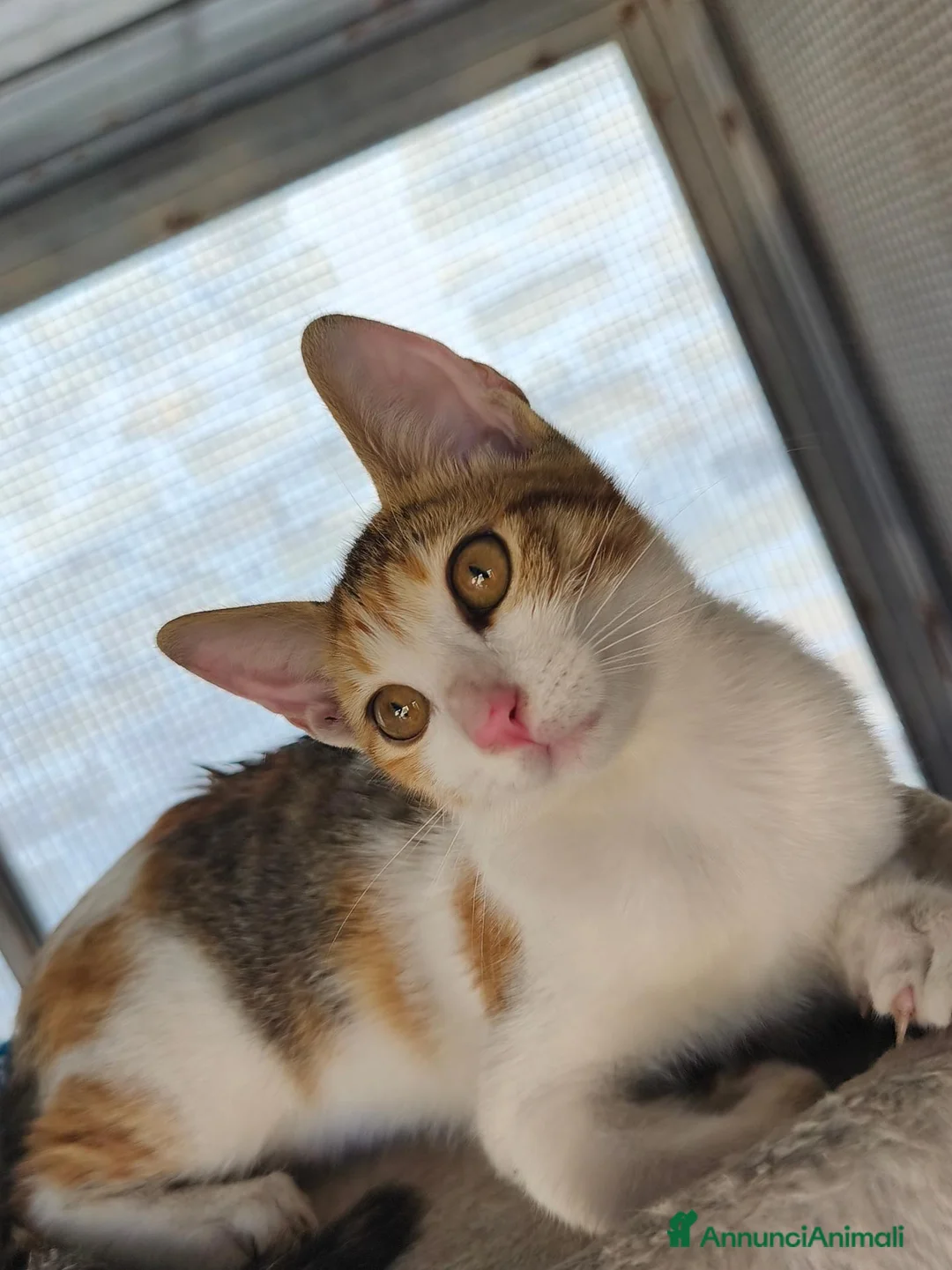 Meticcio gatti in regalo: Milla - Annuncio 2