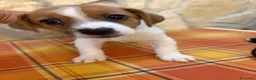 Jack Russell cani in vendita: Cucciolata Jack Russell Riolo Terme - Annuncio 7
