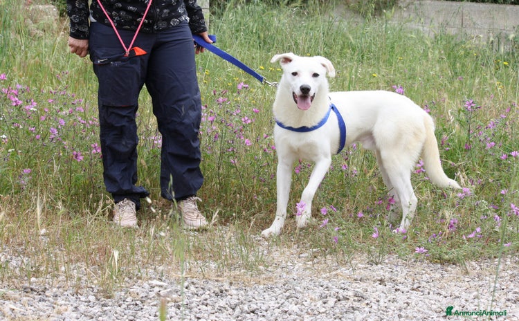 Altre razze cani - Annuncio 4