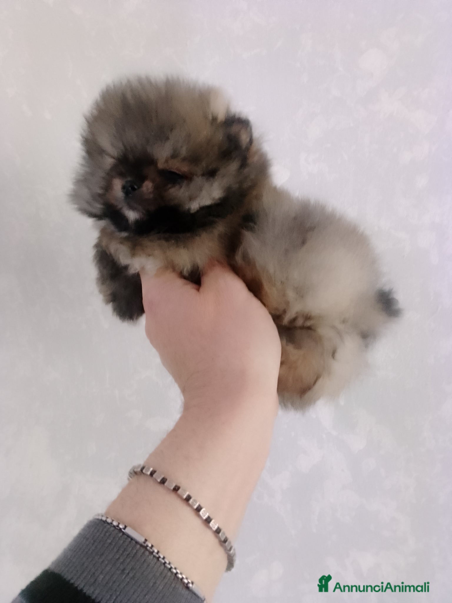 Volpino Pomerania cani Volpino Pomerania  - Annuncio 7