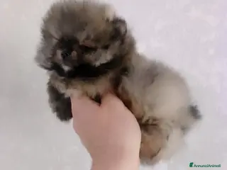 Volpino Pomerania cani Volpino Pomerania - Annuncio 7