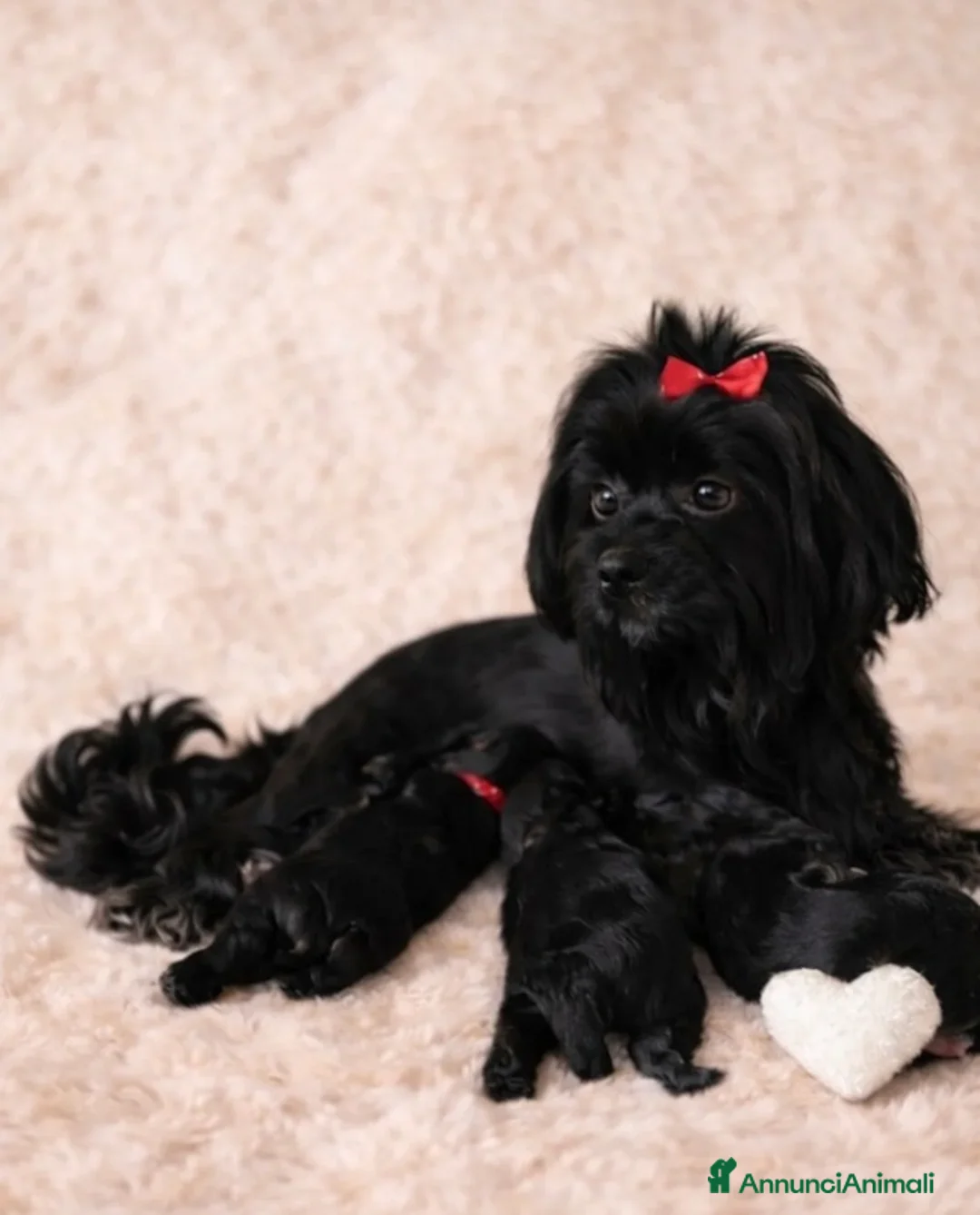 Yorkshire cani in vendita: Quattro minuscole Yorkie femmine, Ognuna unica - Annuncio 9