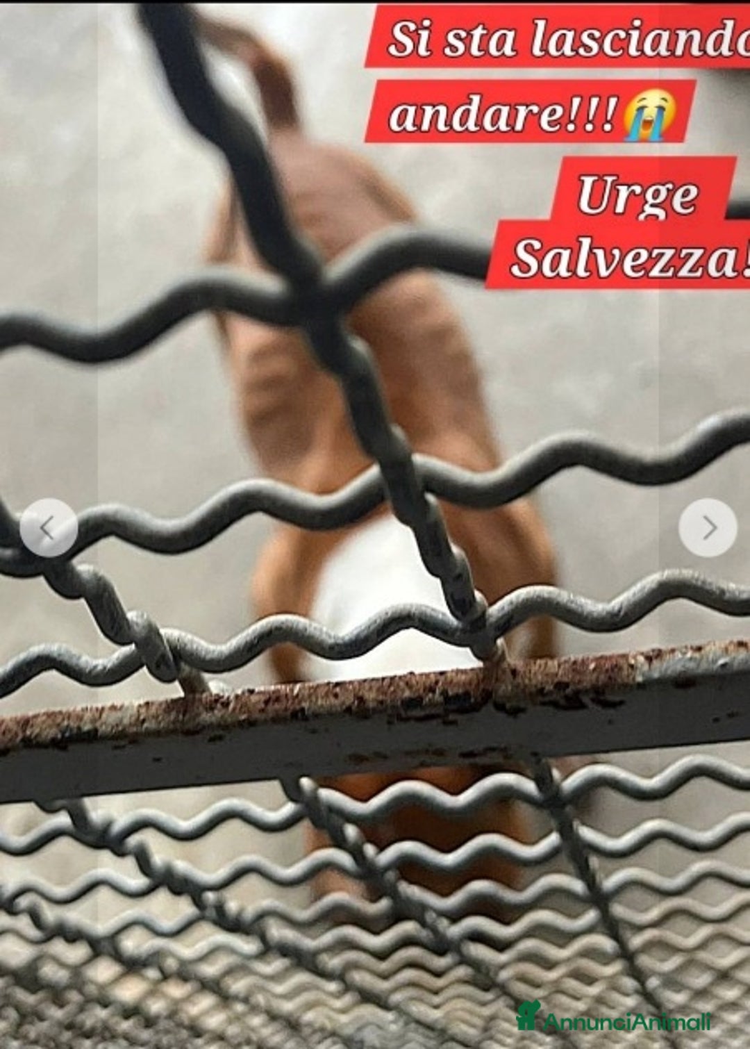 Bull Terrier cani in regalo: Bull Terrier 4anni si morde le zampe x lo stress.. a Città metropolitana di Milano - Annuncio 2