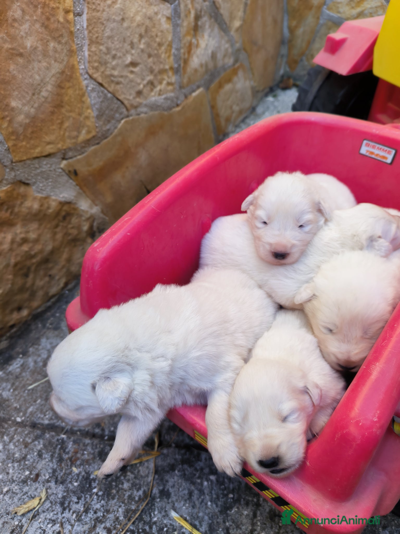 Pastore Abbruzzese Maremmano cani in vendita: Cucciolo di pastore maremmano abruzzese  a Città Metropolitana di Bari - Annuncio 2