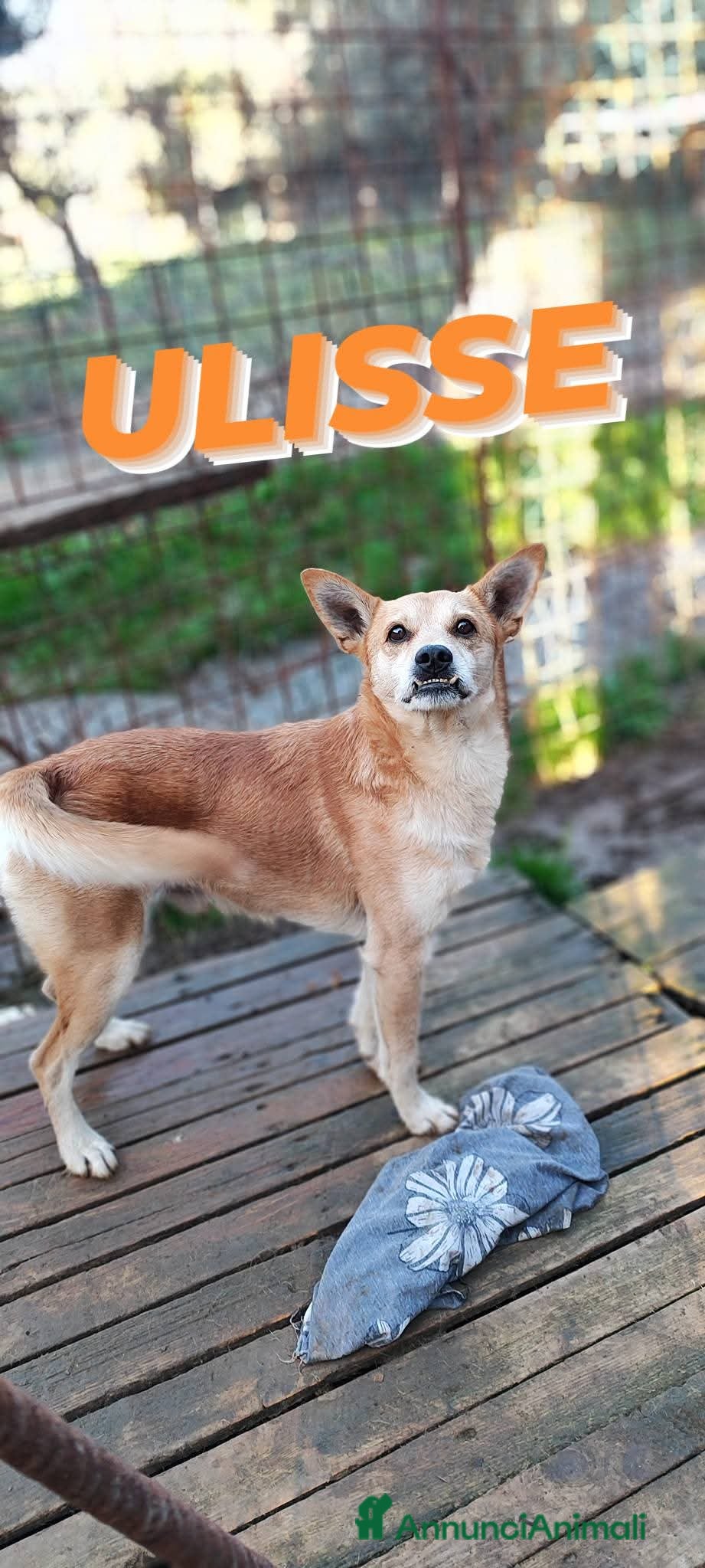 Meticcio cani Ulisse cerca casa  - Annuncio 40