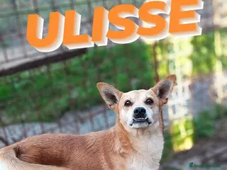 Meticcio cani Ulisse cerca casa - Annuncio 37