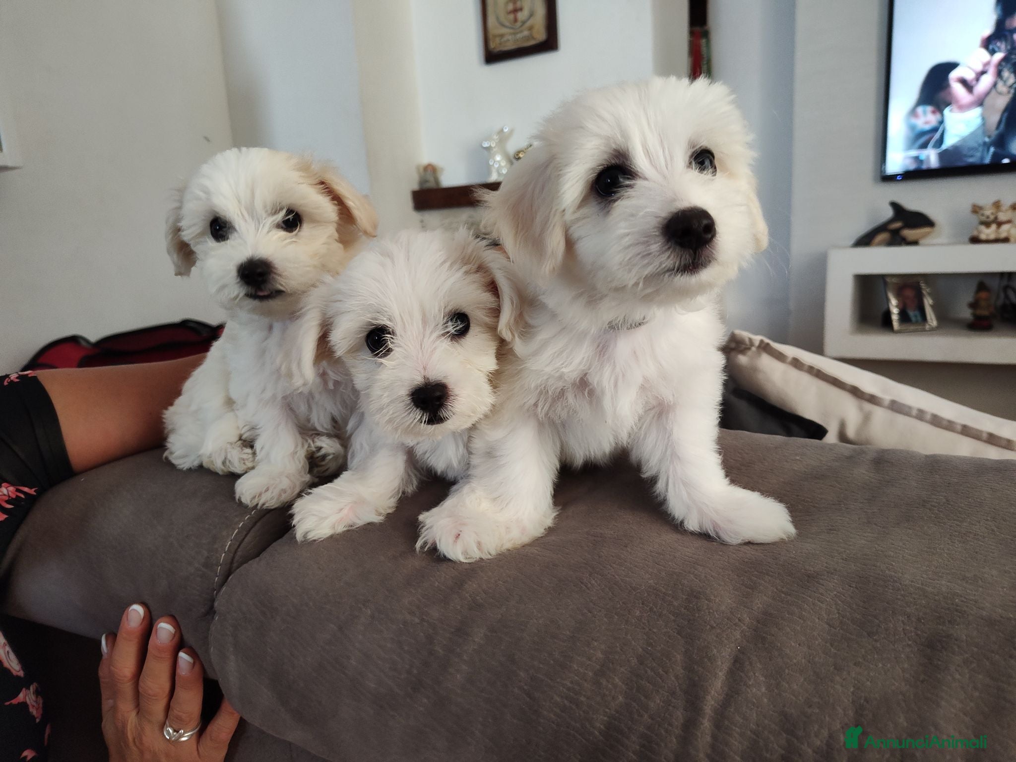 Maltese cani Gubbio Rimaste 3 maltesi femmine  - Annuncio 2