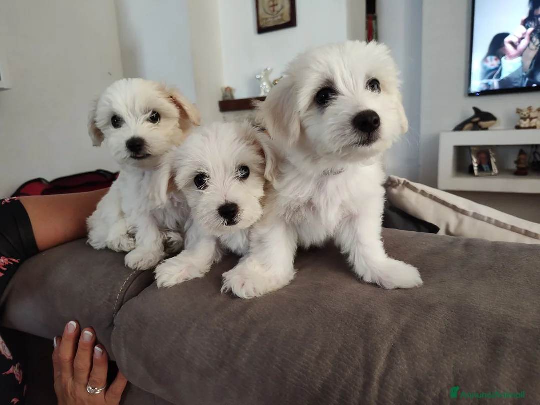 Maltese cani in vendita: Gubbio Rimaste 3 maltesi femmine  a Provincia di Perugia - Annuncio 2