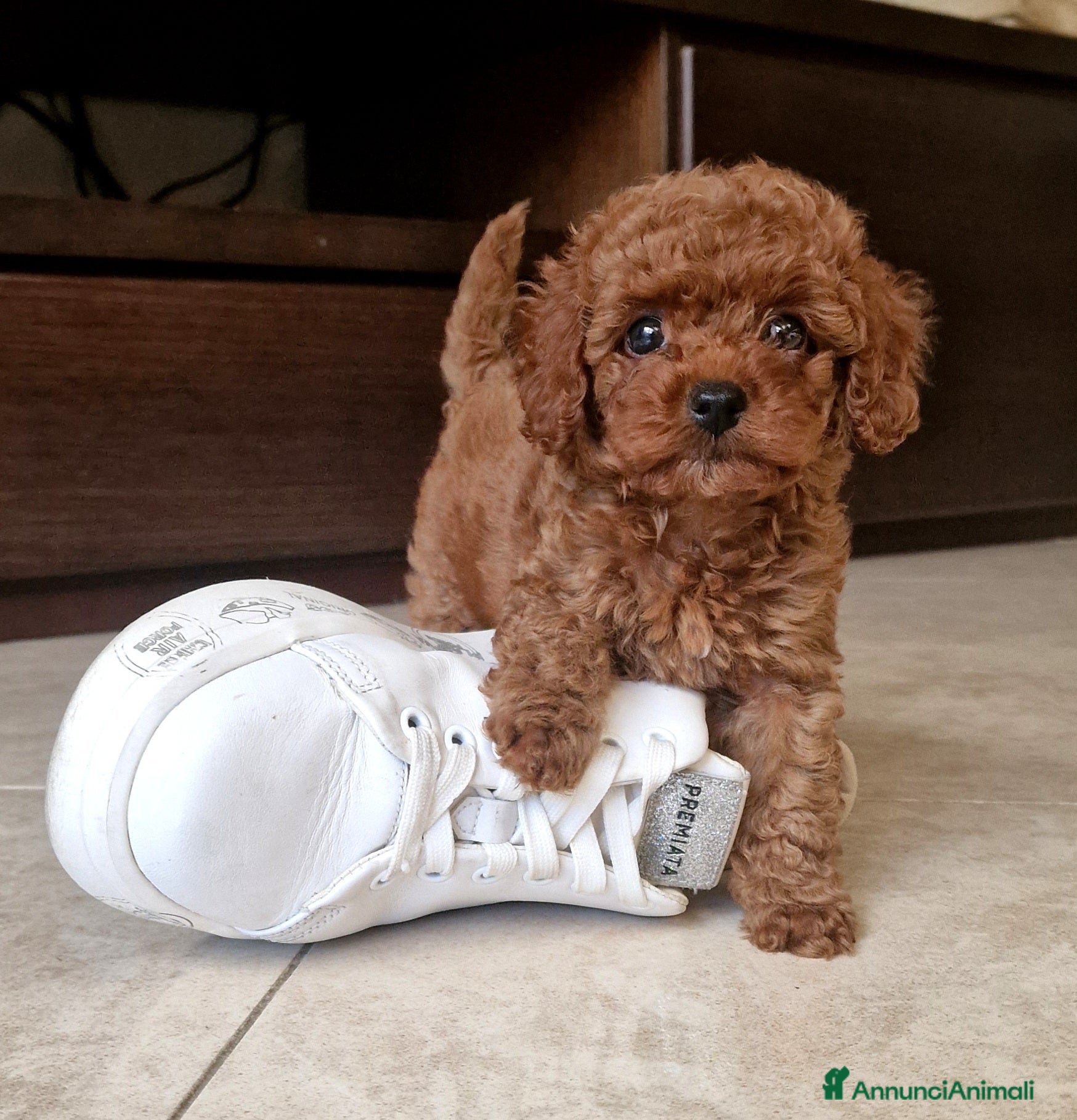 Barboncino Toy cani in vendita: Barboncino mini toy e Teacup Red brown  - Annuncio 18