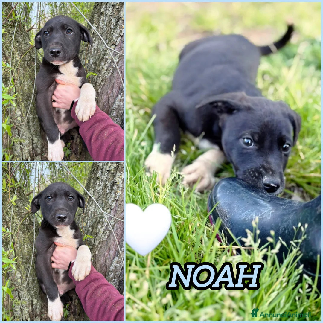 Meticcio cani in regalo: UNA MAMMA PER NOAH a Provincia di Varese - Annuncio 2